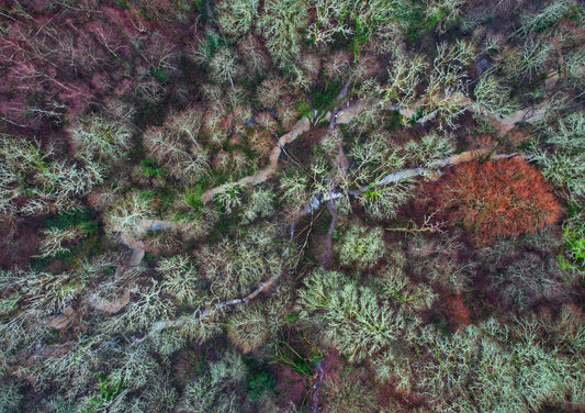 The day after Christmas