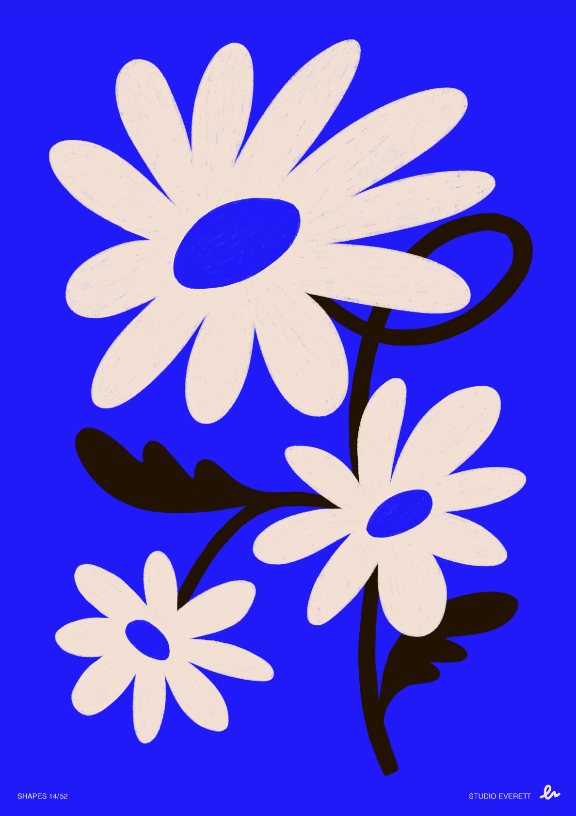 Blue Daisies