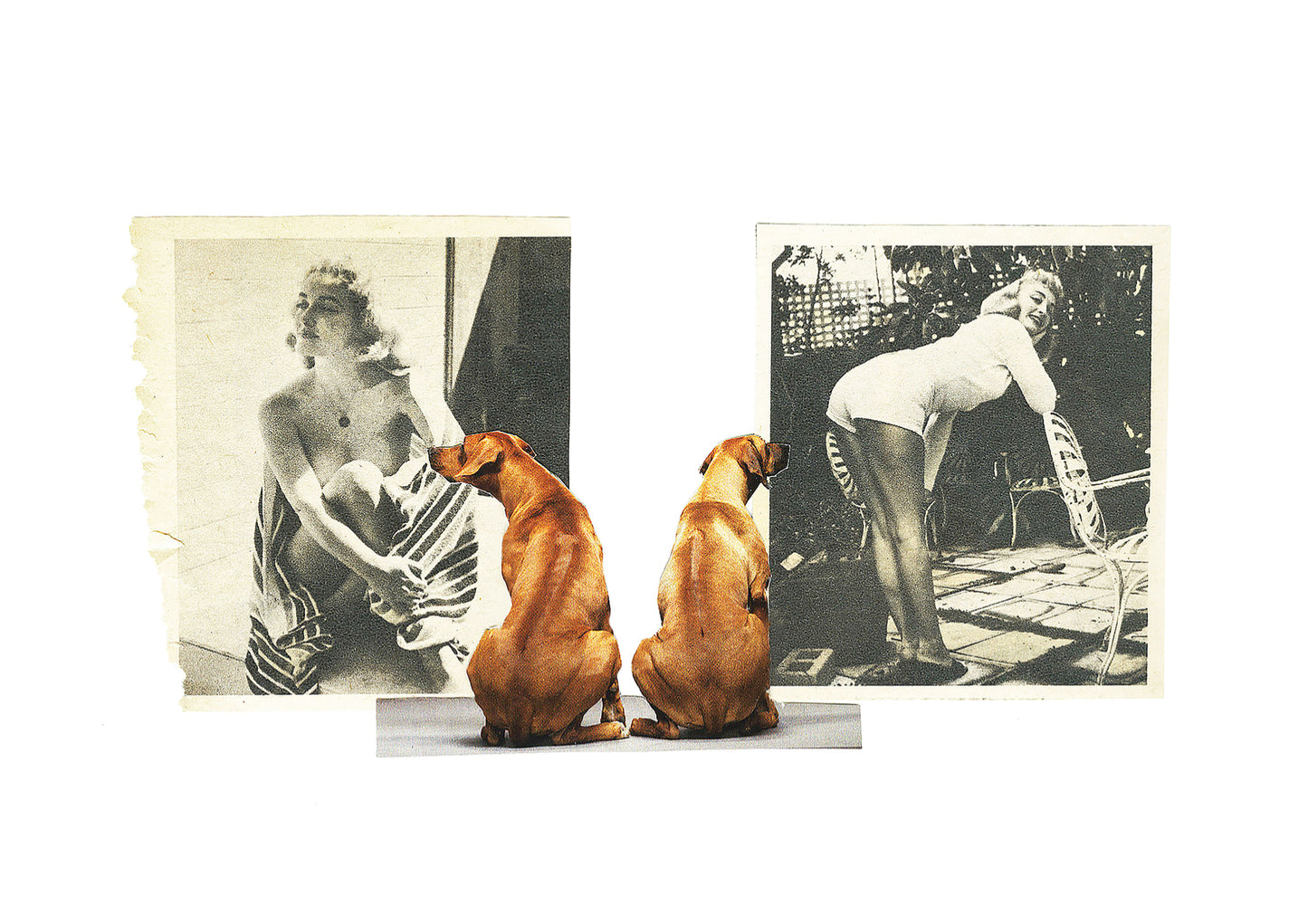 The Naughty Ridgebacks