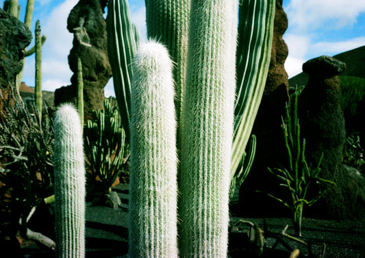 Cactus Garden