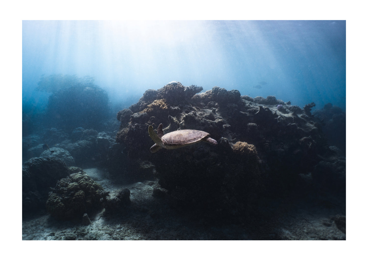 Augmented reality turtle