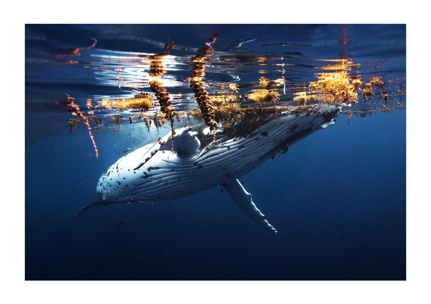 Tahitian humpback whale