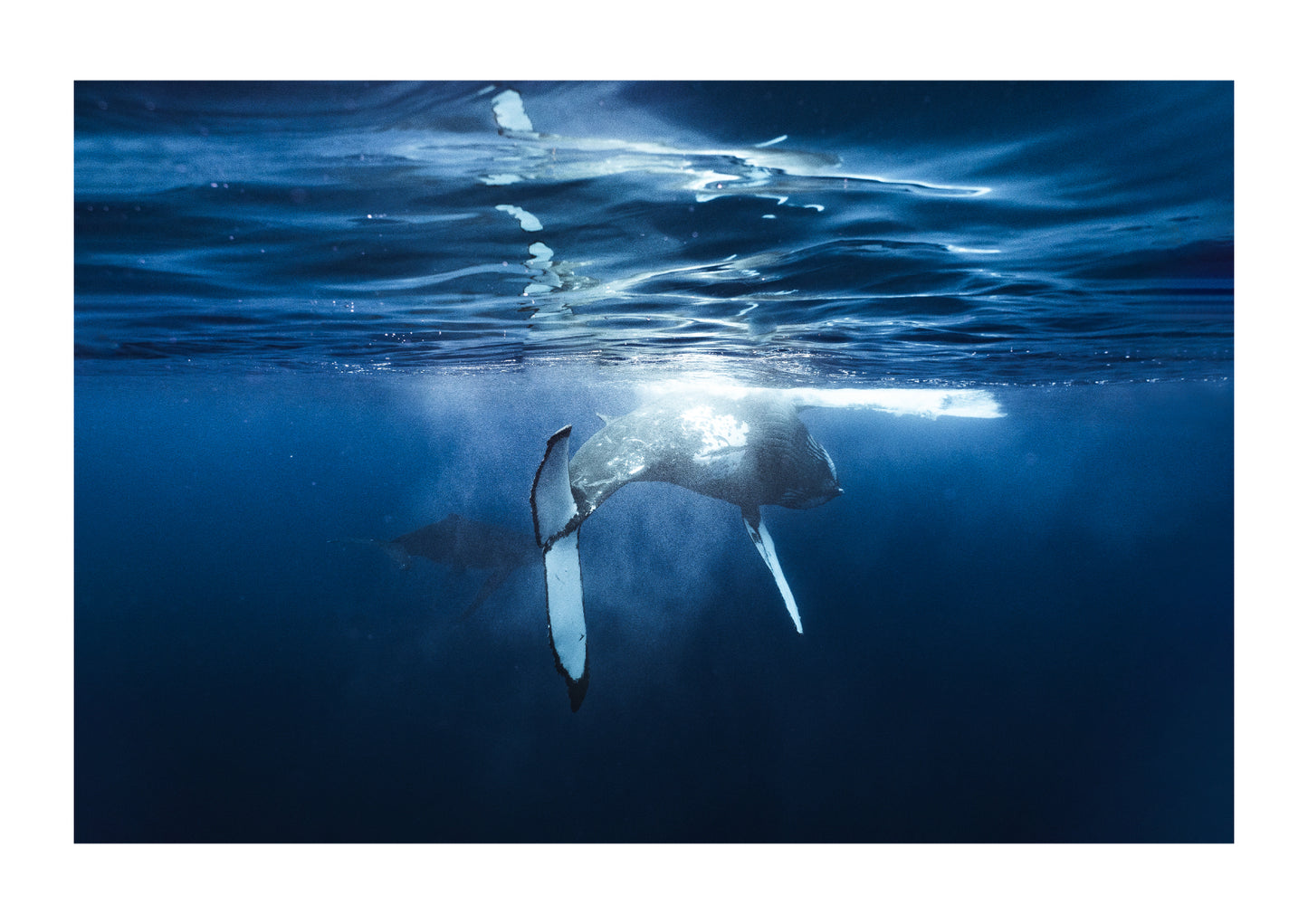 Black belly and humpback whales