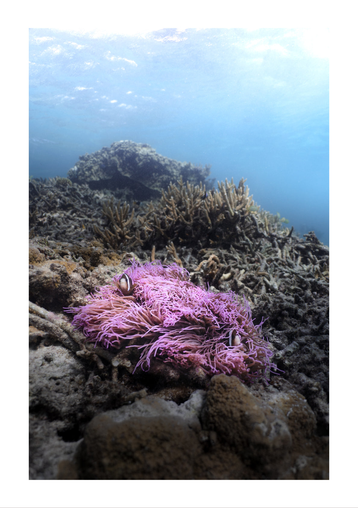 Augmented reality Nemo