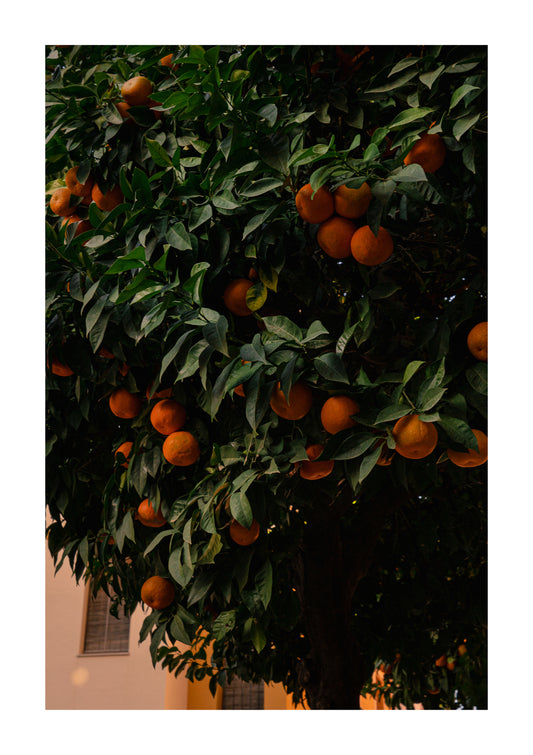 Naranjas, Sevilla